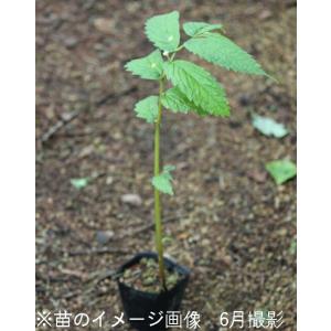 (1ポット)赤ミズ 10.5cmポット苗 山菜...の詳細画像2