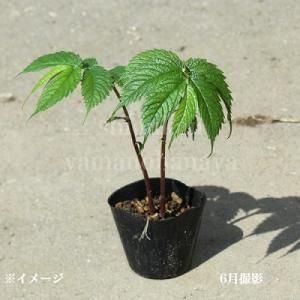 赤ミズ 9〜10.5cmポット苗 山菜苗/耐寒...の詳細画像3