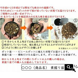 (1ポット)赤ミズ 10.5cmポット苗 山菜...の詳細画像4