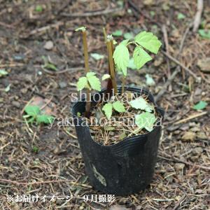 赤ミズ 9〜10.5cmポット苗 山菜苗/耐寒...の詳細画像4