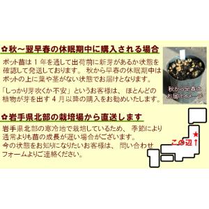 (1ポット)赤ミズ 10.5cmポット苗 山菜...の詳細画像5