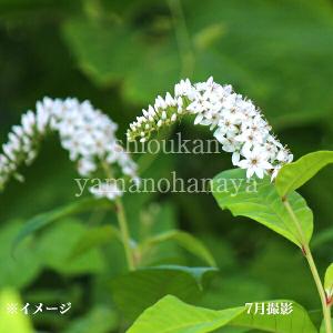(100ポット)オカトラノオ　9〜10.5cmポット苗100ポットセット　 山野草/丘虎の尾/※5/9芽吹き始め