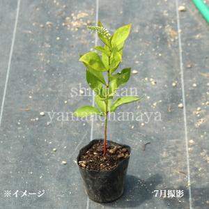 オカトラノオ 9〜10.5cmポット苗 山野草...の詳細画像2