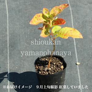 オカトラノオ 9〜10.5cmポット苗 山野草...の詳細画像3