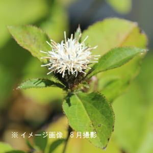 オケラ　9〜10.5cmポット苗　 山菜苗/耐寒性多年草/朮/※6/6葉が展開中
