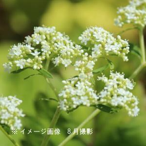 (100ポット)オトコエシ　9cmポット苗100ポットセット　 山野草/耐寒性多年草/男郎花/※5/9葉が展開中