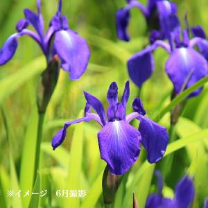 カキツバタ 苗 一株 品種名自信なし 相談ページ 2026年6月】カキツバタ（花の苗）のおすすめ人気ランキング - Yahoo
