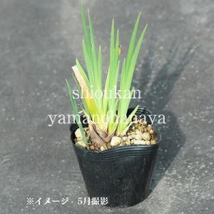 キショウブ 10.5cmポット苗 湿地性多年草...の詳細画像3