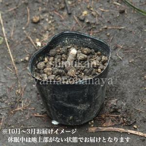 キツネノカミソリ 9cmポット苗 山野草/リコ...の詳細画像4