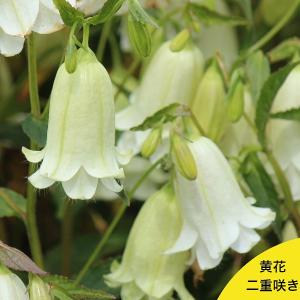 カンパニュラ 種 苗 の商品一覧 花 ガーデニング 通販 Yahoo ショッピング