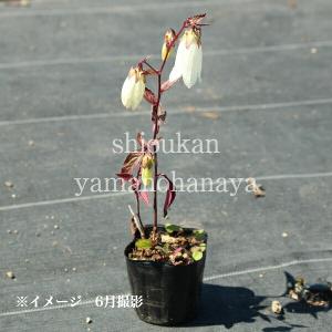 (100ポット)薄黄花ホタルブクロ 9cmポッ...の詳細画像3