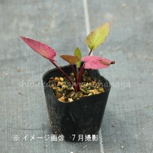 (100ポット)薄黄花ホタルブクロ 9cmポッ...の詳細画像4