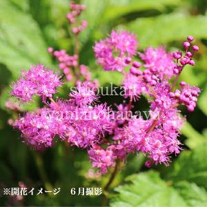 (100ポット)キョウカノコ　9cmポット苗100ポットセット　 山野草/シモツケソウ/※5/9葉が展開中