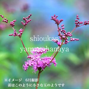 (100ポット)キョウカノコ 9cmポット苗1...の詳細画像2