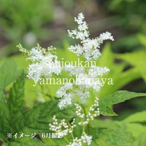 (100ポット)白花キョウカノコ　9cmポット苗100ポットセット　 山野草/シモツケソウ/※5/9葉が展開中