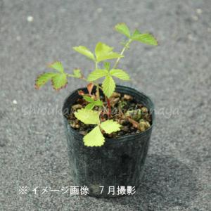 (2ポット)キンミズヒキ 9cmポット苗2ポッ...の詳細画像3