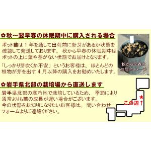 (1ポット)クジャクシダ 10.5cmポット苗...の詳細画像5