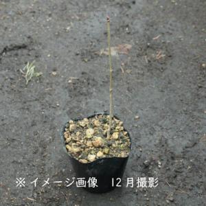(100ポット)コシアブラ 9〜10.5cmポ...の詳細画像2