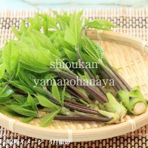 (100ポット)コシアブラ 9〜10.5cmポ...の詳細画像3