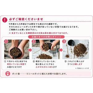 (100ポット)コシアブラ 9〜10.5cmポ...の詳細画像4