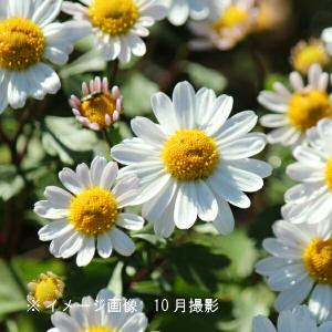 (100ポット)コハマギク　9cmポット苗100ポットセット　 山野草/耐寒性多年草/小浜菊/※5/9葉が展開中