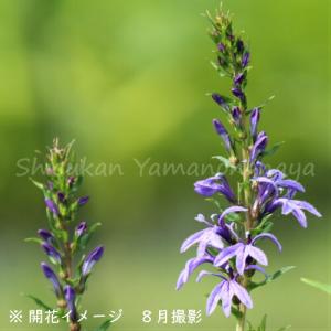 ミツバシモツケ 9〜10.5cmポット苗 耐寒性宿根草/ギレニア/来年開花