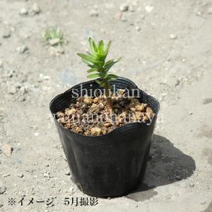 サワギキョウ 9〜10.5cmポット苗 湿地性...の詳細画像2