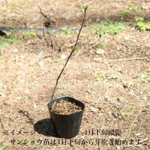 サンショウ 10.5cmポット苗 樹高20〜3...の詳細画像1