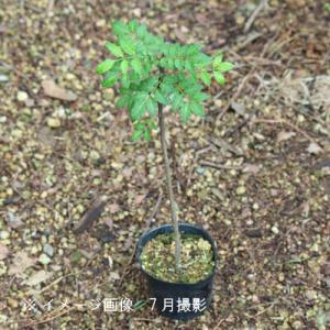 サンショウ 10.5cmポット苗 樹高20〜3...の詳細画像2