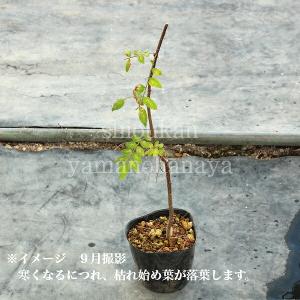 サンショウ 10.5cmポット苗 樹高20〜3...の詳細画像3