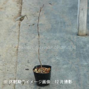 サンショウ 10.5cmポット苗 樹高20〜3...の詳細画像4