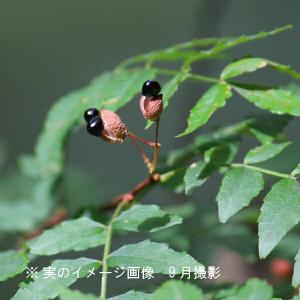 サンショウ 10.5cmポット苗 樹高20〜3...の詳細画像5
