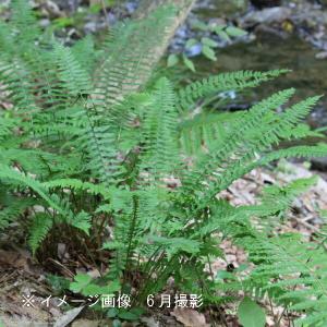 オシダ 10.5cmポット苗 山野草/大型シダ植物/雄羊歯/※6/13葉を切り詰め