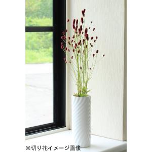 (100ポット)純ワレモコウ 10.5cmポッ...の詳細画像2