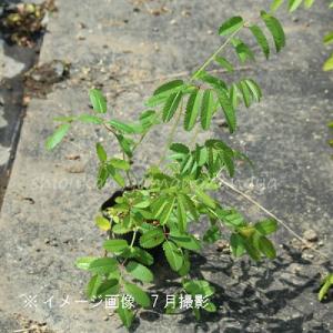 純ワレモコウ 10.5cmポット苗 山野草/耐...の詳細画像1