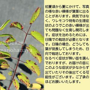 純ワレモコウ 10.5cmポット苗 山野草/耐...の詳細画像3