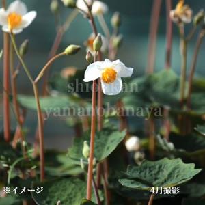 (100ポット)シラユキゲシ 9〜10.5cm...の詳細画像1