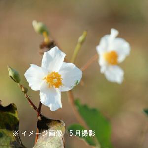(100ポット)シラユキゲシ 9〜10.5cm...の詳細画像2