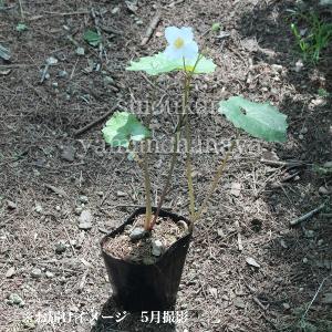 (100ポット)シラユキゲシ 9〜10.5cm...の詳細画像3