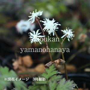 紫桜館 山の花屋 早春に咲く花 宿根草 山野草 Yahoo ショッピング