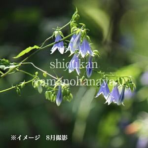 紫桜館 山の花屋 ソバナ 春に食べられる山菜 Yahoo ショッピング
