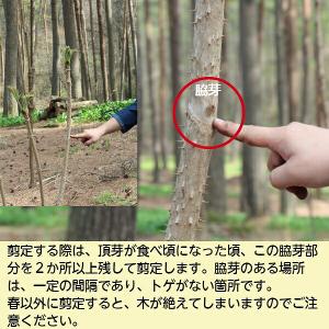 (1ポット)タラノキ 10.5cmポット苗 樹...の詳細画像4