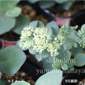 28ポット ツガルミセバヤ 山野草 10 5cmポット仮植え苗28ポットセット 山野草 送料弊社負担 紫桜館 山の花屋