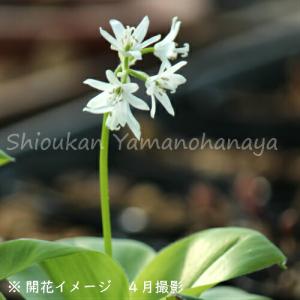 ツバメオモト　10.5cmポット苗　 山野草/耐寒性多年草/燕万年青/※今季開花終了 4/12葉が展開中
