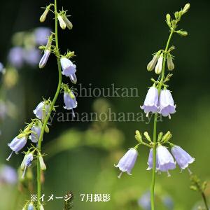 (100ポット)ツリガネニンジン 9〜10.5c...の商品画像