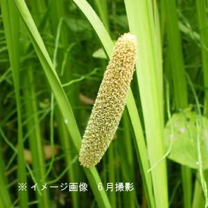 ハショウブ・ニオイショウブ 10.5cmポット...の詳細画像1