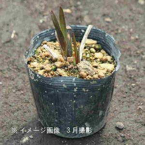 ハショウブ・ニオイショウブ 10.5cmポット...の詳細画像2