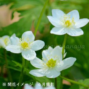 (100ポット)ニリンソウ　10.5cmポット苗100ポットセット　 2芽植え/二輪草/アネモネ/※休眠 地上部無し