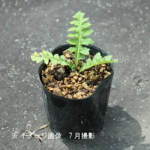 ノアザミ 9〜10.5cmポット苗 山菜苗/耐...の詳細画像1