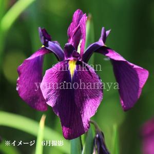 (100ポット)ノハナショウブ　10.5cmポット苗100ポットセット　 湿地性多年草/ビオトープ/野花菖蒲/※5/9葉が展開中